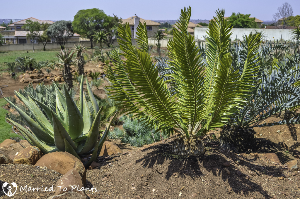Johannesburg Cycad Garden Encephalartos heenanii