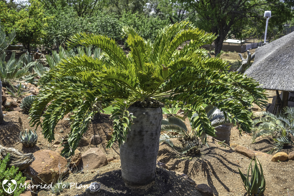 Johannesburg Cycad Garden Encephalartos latifrons