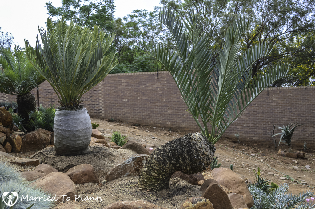 Johannesburg Cycad Garden Encephalartos lehmannii