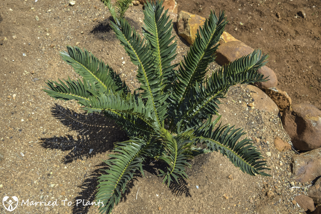 Johannesburg Cycad Garden Encephalartos trispinosus 'Green Form'