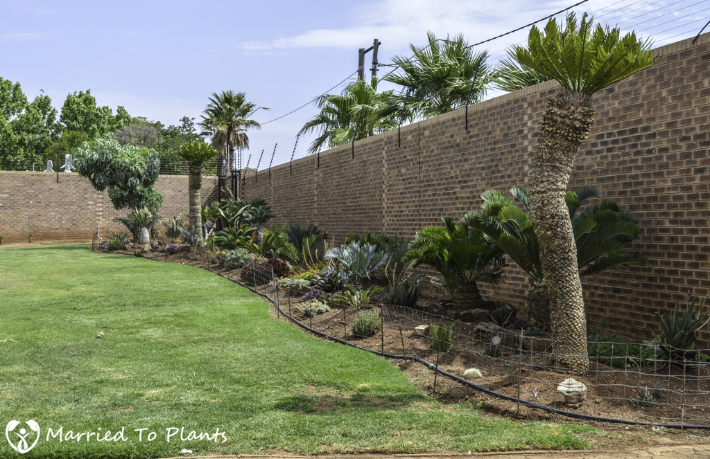 Johannesburg Cycad Garden Frontyard