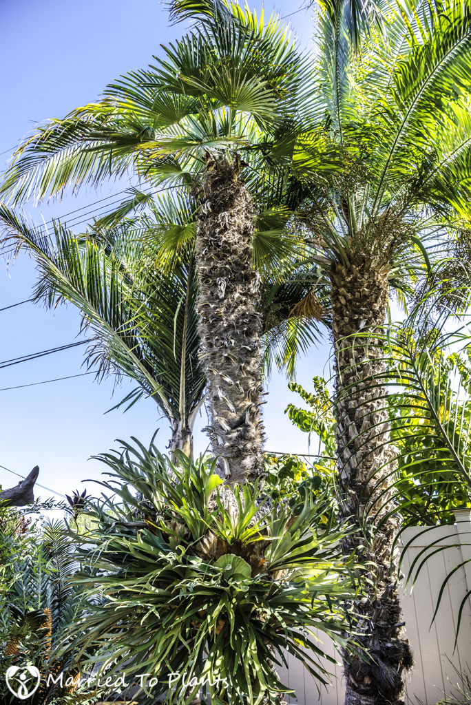 Nakanishi Backyard Palms