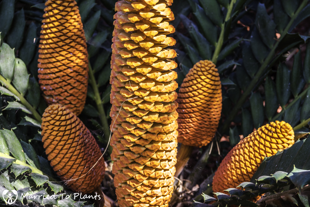 Nakanishi Encephalartos ferox Cones