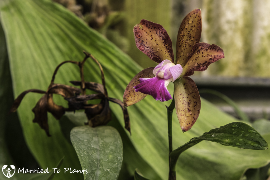 Nakanishi Greenhouse Orchid Flower