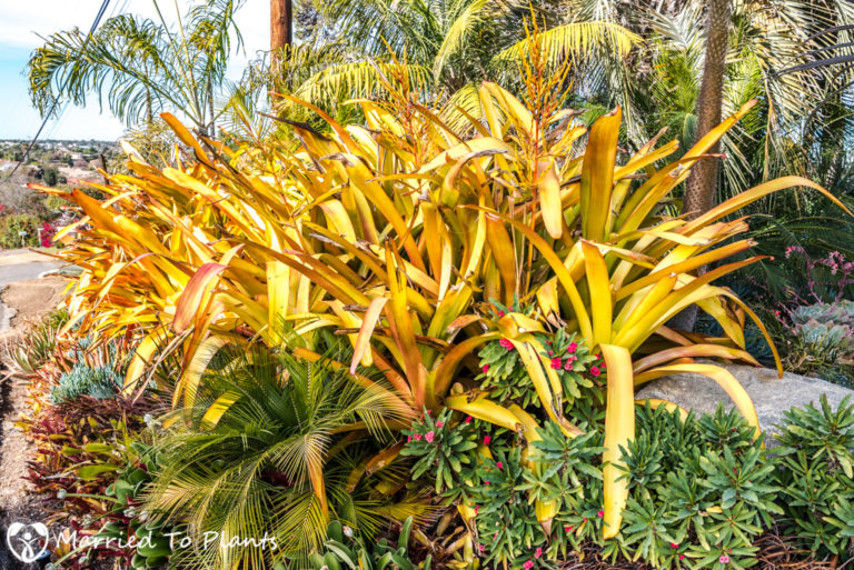 Aechmea blanchetiana A bulletproof bromeliad for Southern California