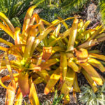 Aechmea blanchetiana: A bulletproof bromeliad for Southern California