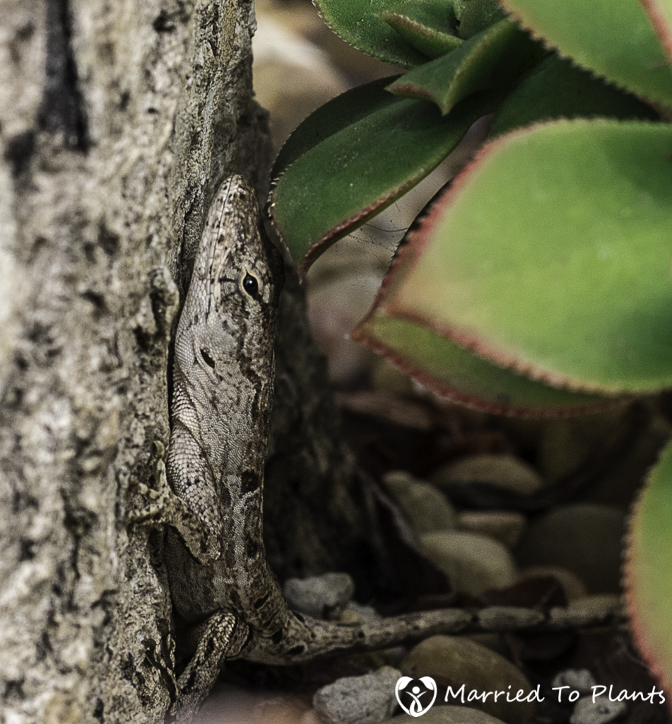 Photo 120 Final -Brown Anole