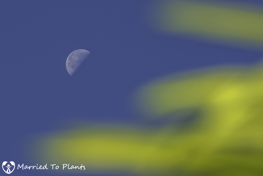 Photo 120 Final - Day Moon