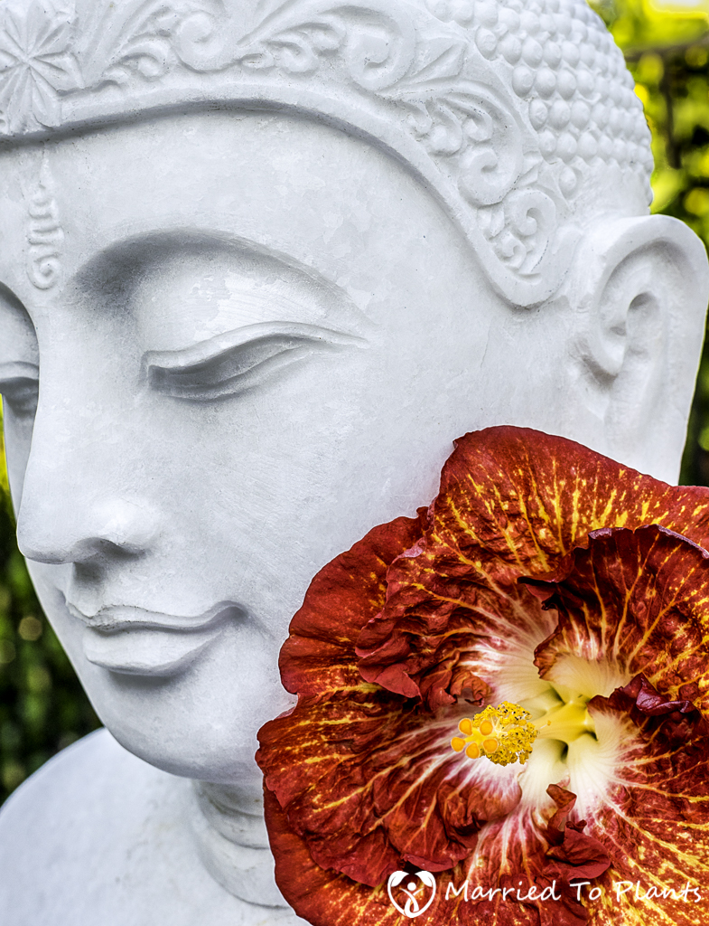 Photo 120 Final -Buddha with Hibiscus 'White Hot'