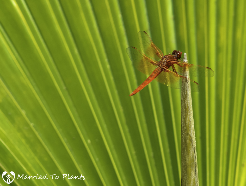 Photo 120 Final -Neon Skimmer (Libellula croceipennis) on Palm F