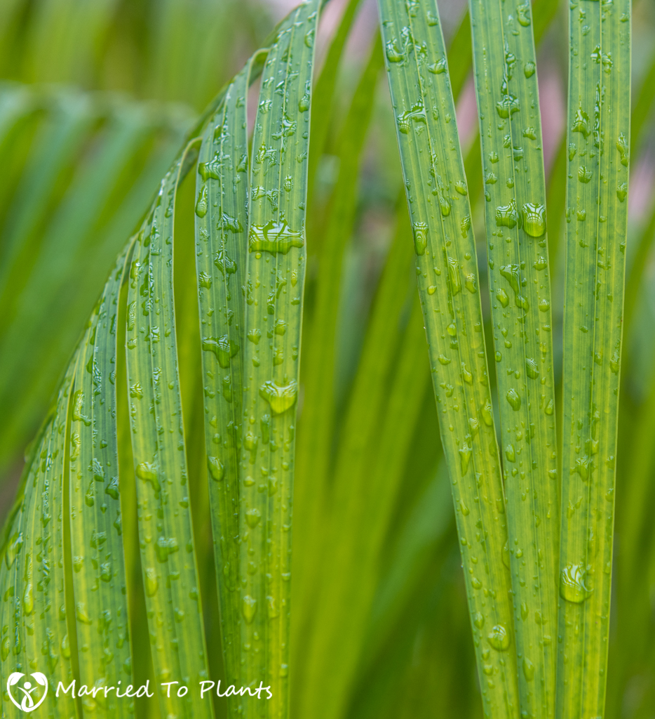 Rain on Dypsis onilahensis Leaf
