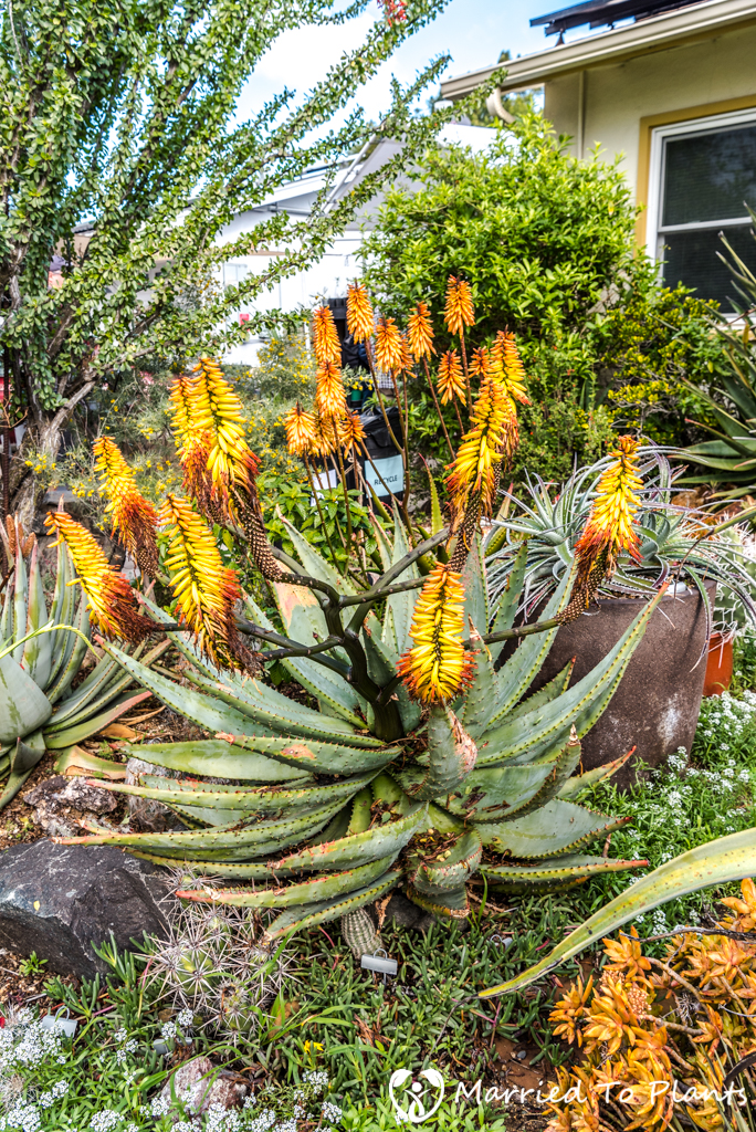 Bjorklund Garden Aloe marlothii
