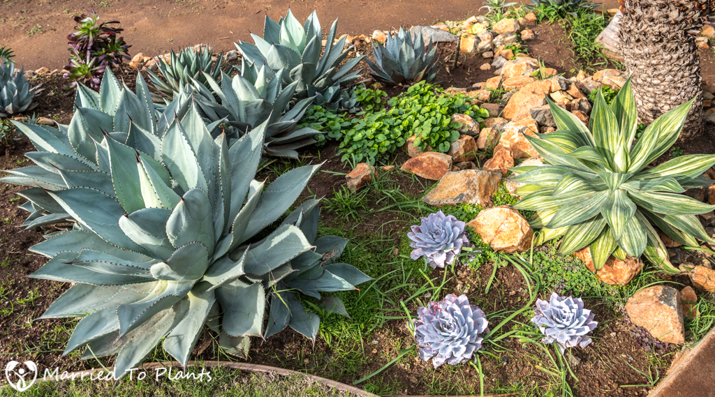 Agave pygmaea and Agave 'Blue Flame Streaker '