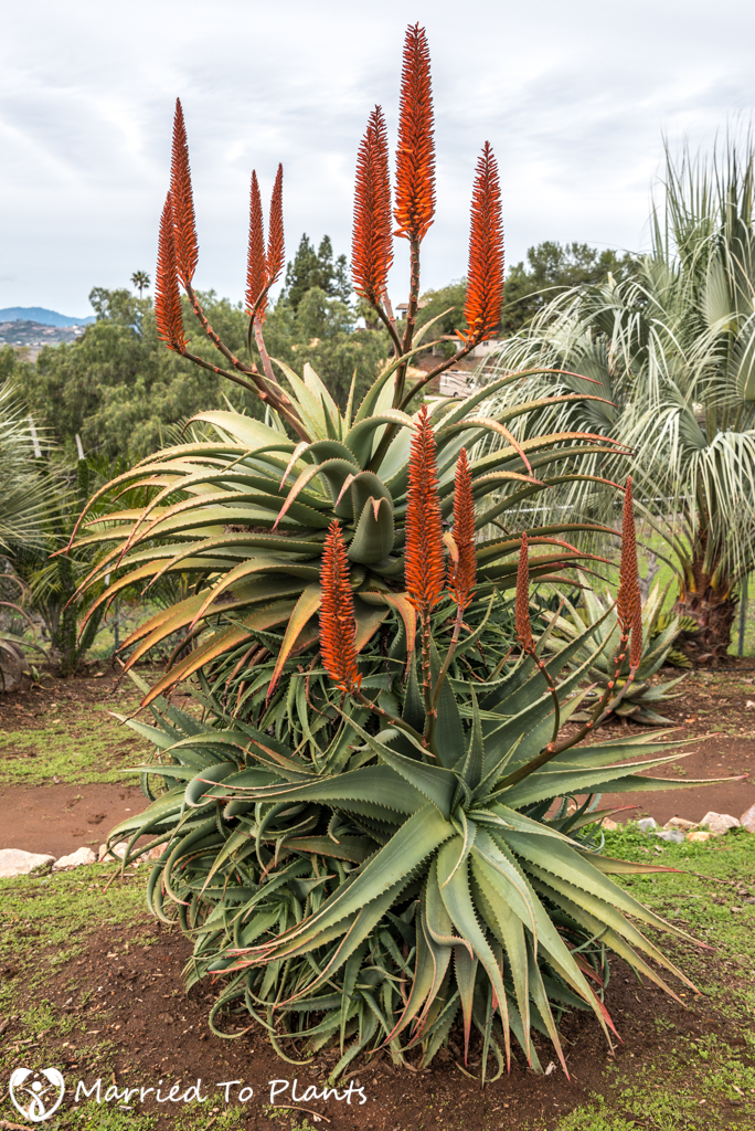 Aloe africana Flowering