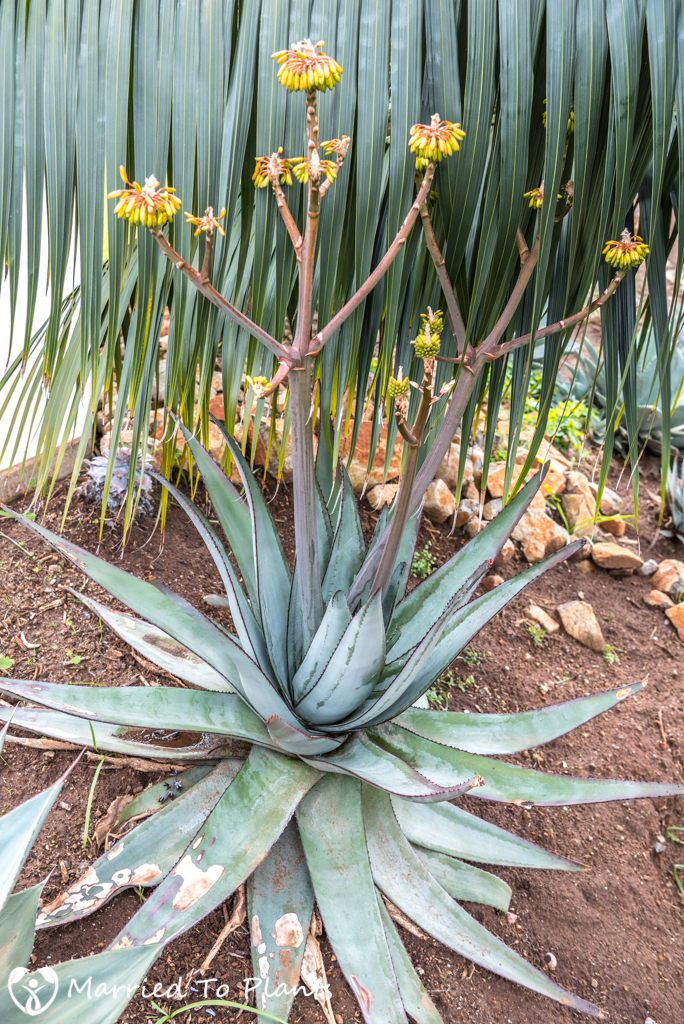 Aloe capitata var. gneissicola Flowering