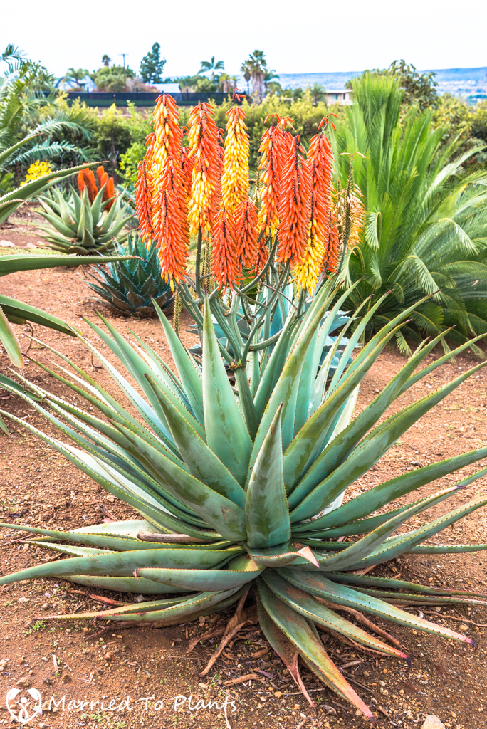 Aloe capitata x ferox Bicolor Flowering