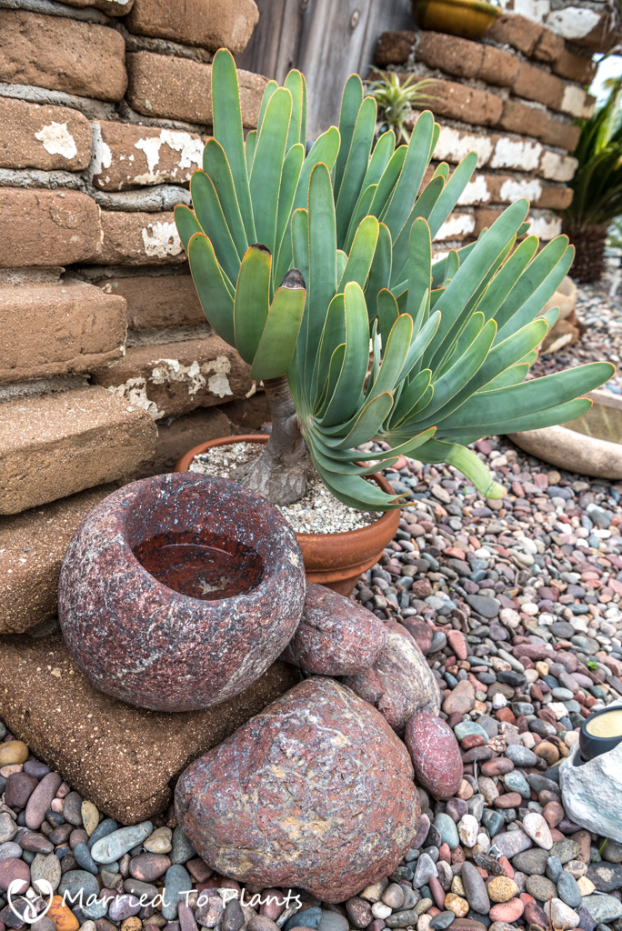 Bob De Jong Garden Pots and Aloe plicatilis