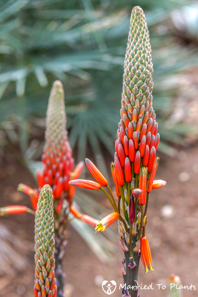 Aloe socotrina Flower