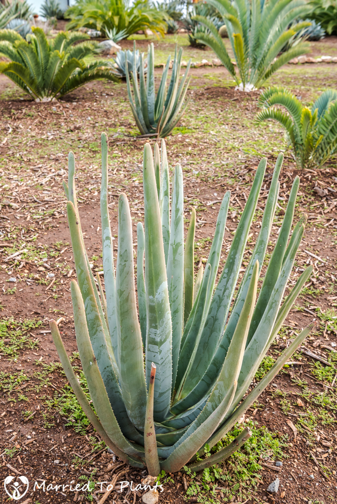 Aloe suzannae