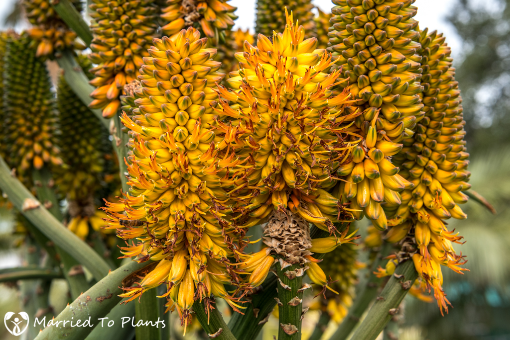 Aloe thraskii Flowers