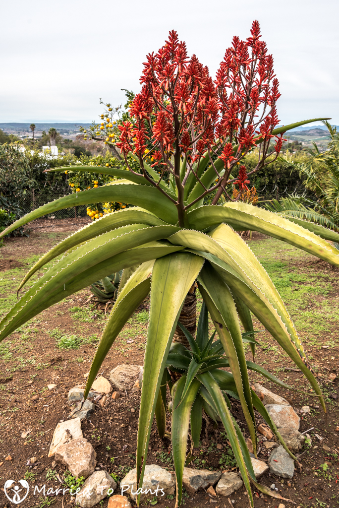 Aloe vaombe 'Variegated' Flowering