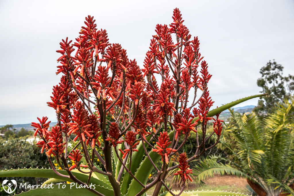 Aloe vaombe 'Variegated' Flowers