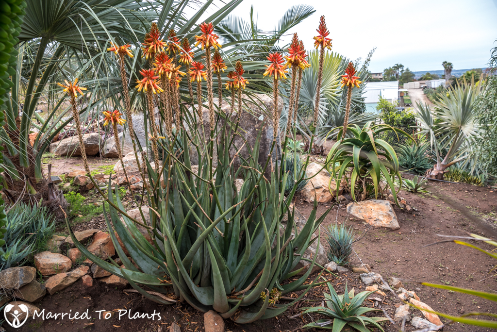 Aloe wickensii Hybrid Flowering