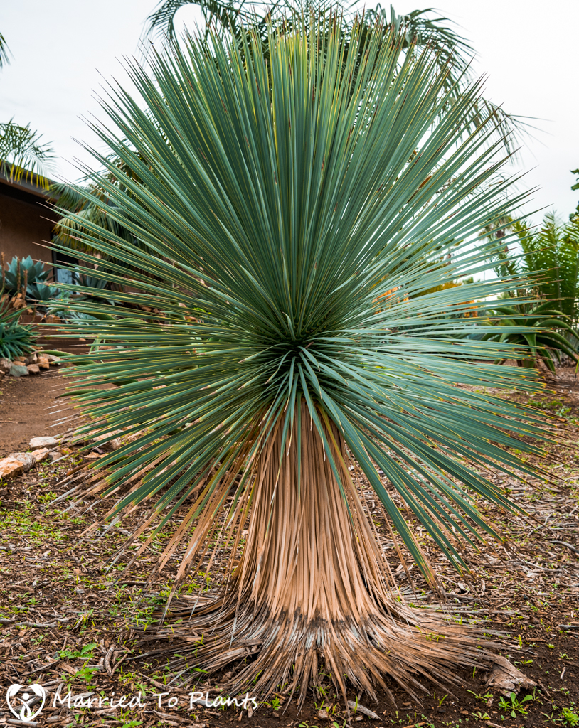 Yucca rostrata in De Jong Garden