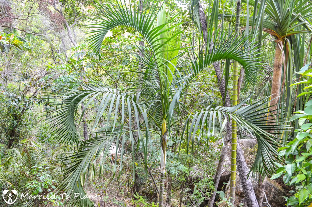 Isalo National Park Dypsis onilahensis 'Stiff Leaf'