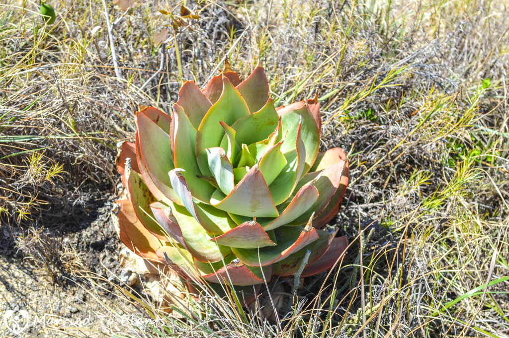 Isalo National Park Aloe imalotensis