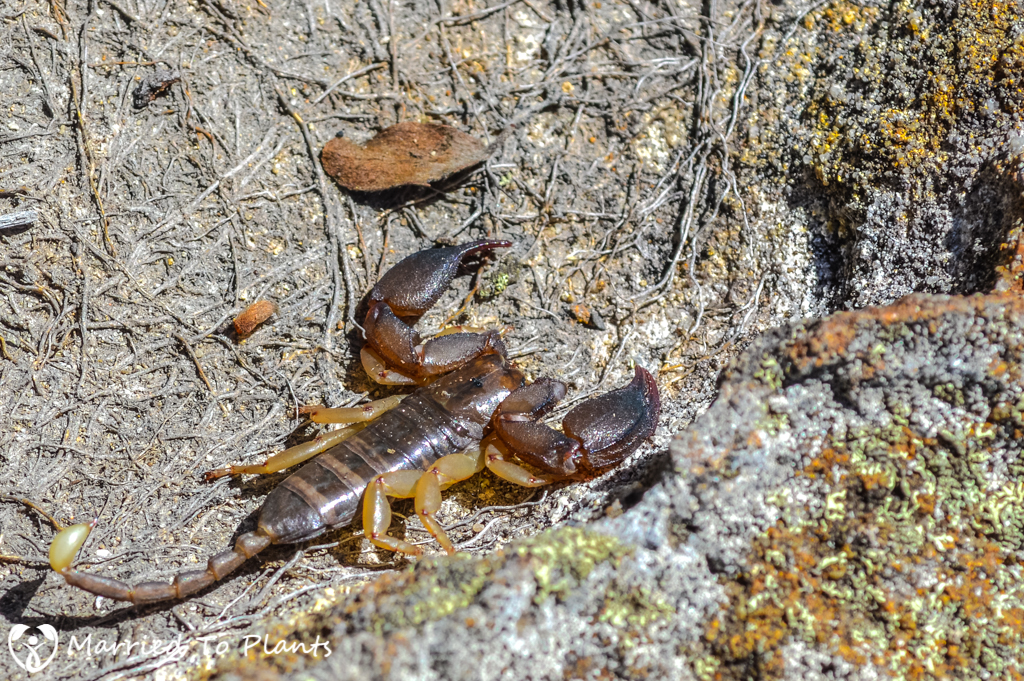 Isalo National Park Scorpion