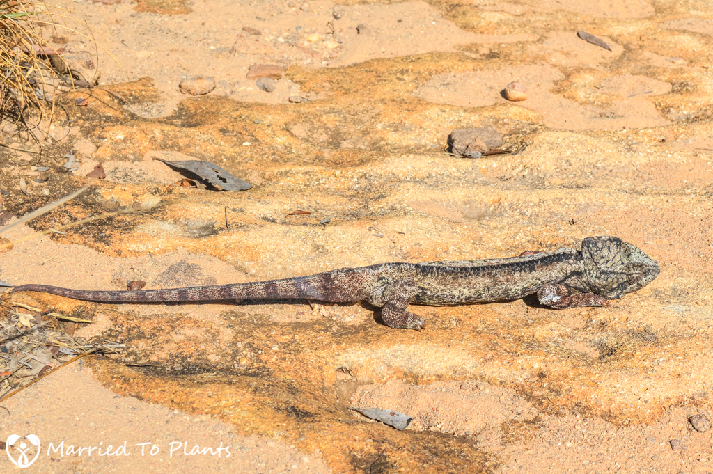 Isalo National Park Oustalet's Chameleon