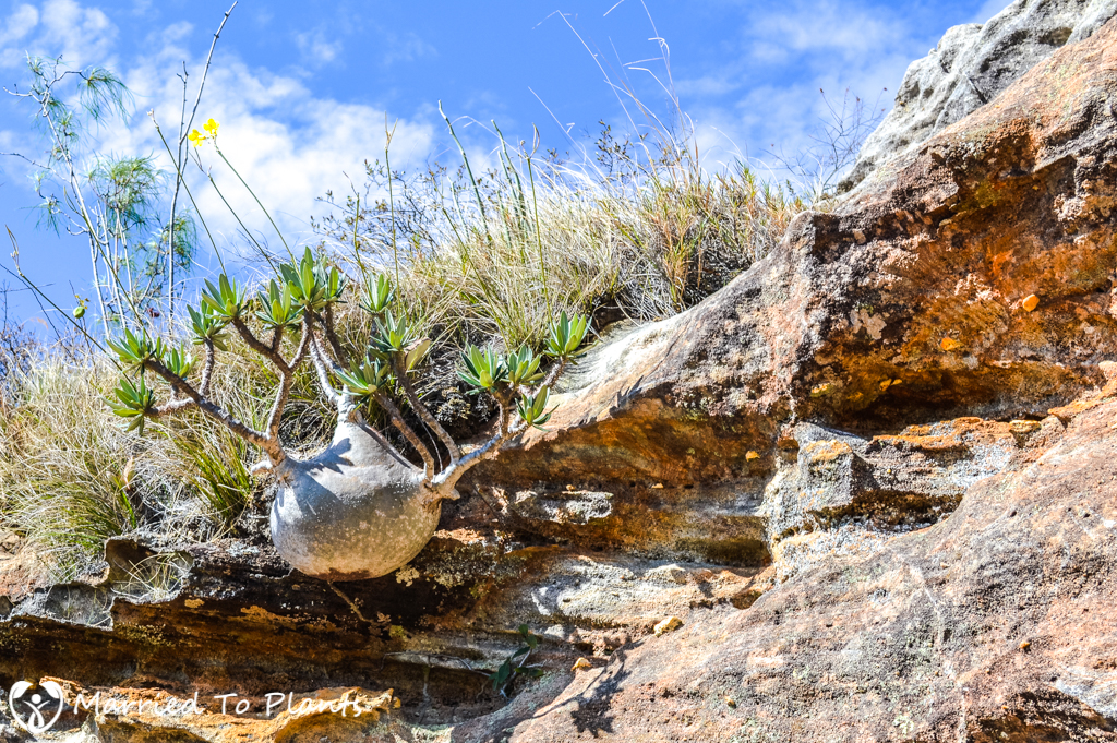 Isalo National Park Pachypodium rosulatum var. gracilius