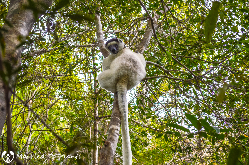 Isalo National Park Verreaux's sifaka