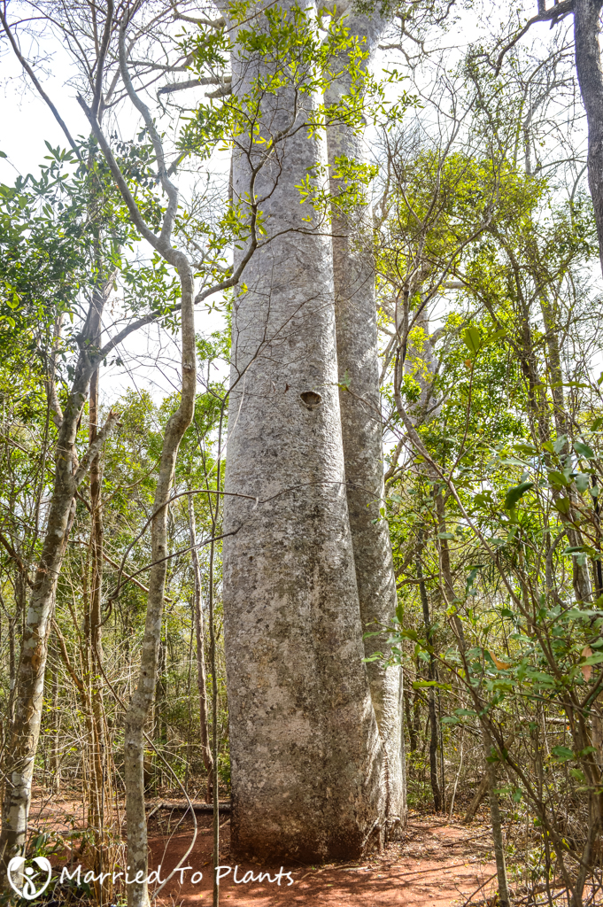 Zombitse-Vohibasia National Park Adansonia za Female
