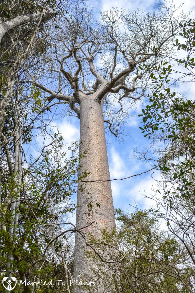 Zombitse-Vohibasia National Park Adansonia za Male