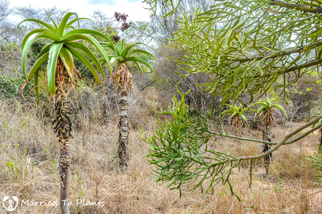 Zombitse-Vohibasia National Park Aloe vaombe