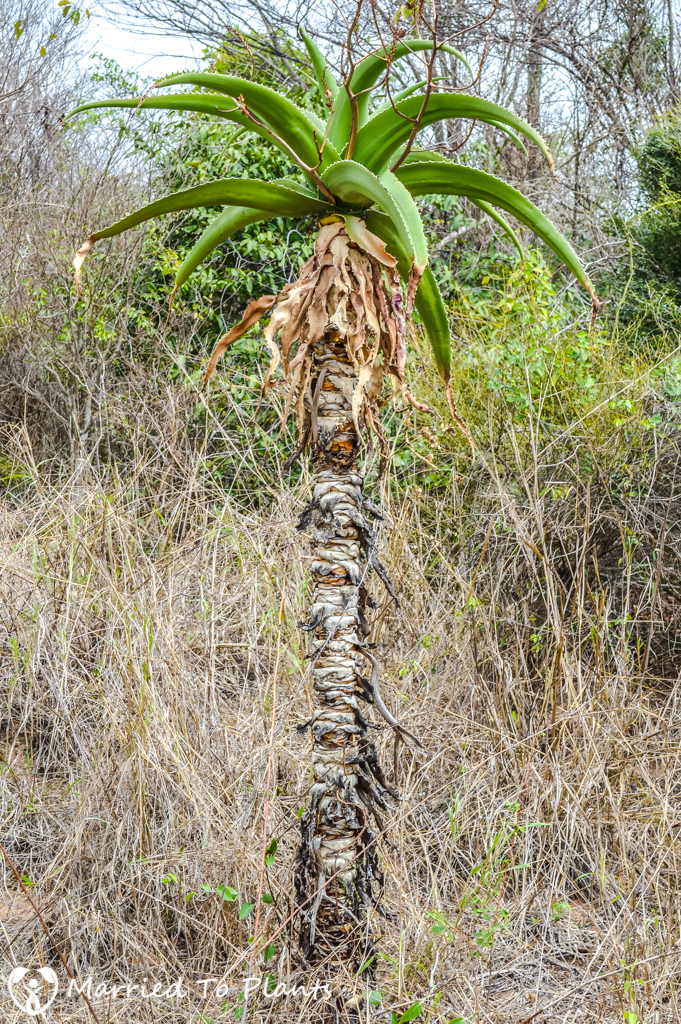Zombitse-Vohibasia National Park Aloe vaombe