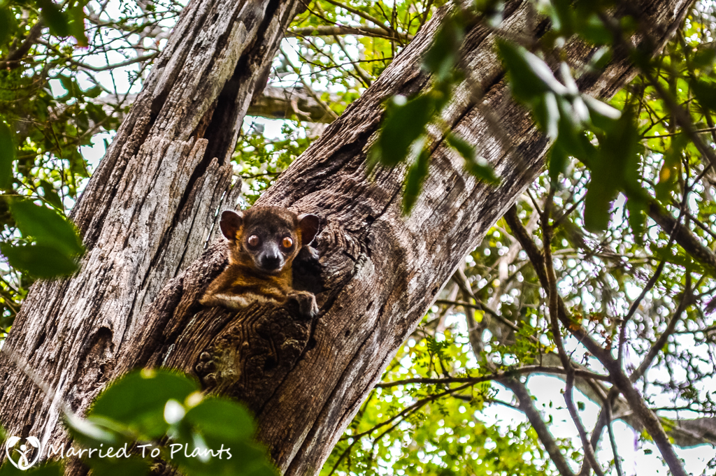 Zombitse-Vohibasia National Park Hubbard's Sportive Lemur)