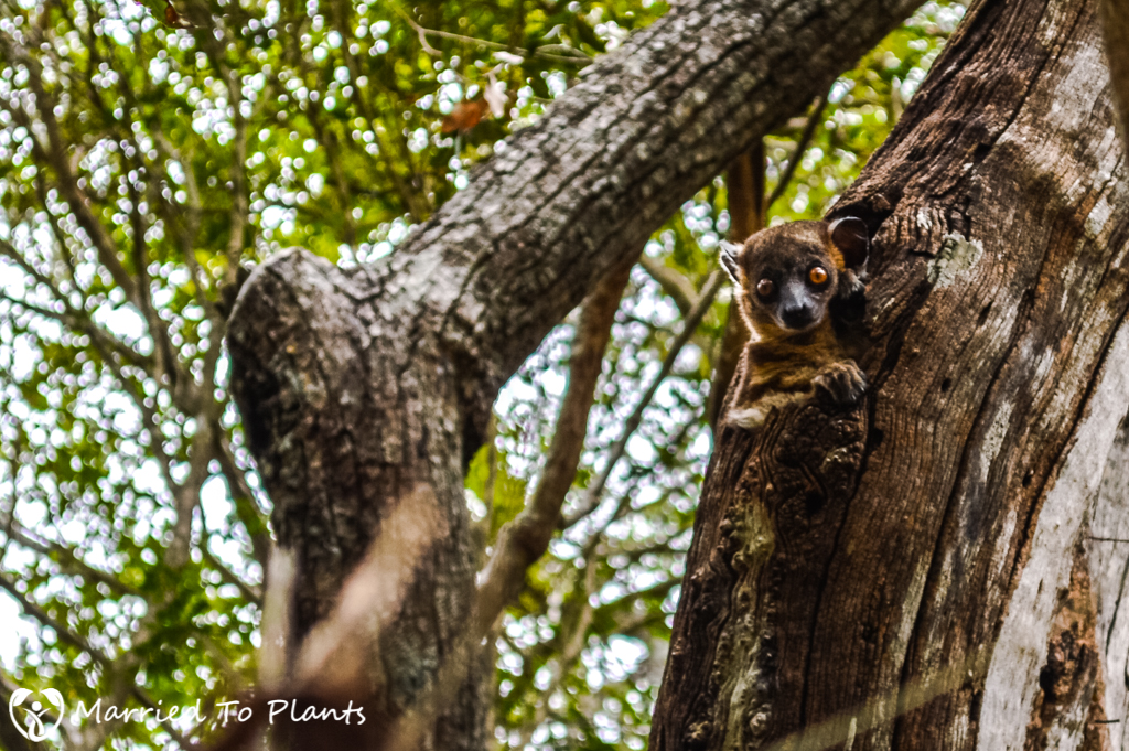 Zombitse-Vohibasia National Park Hubbard's Sportive Lemur