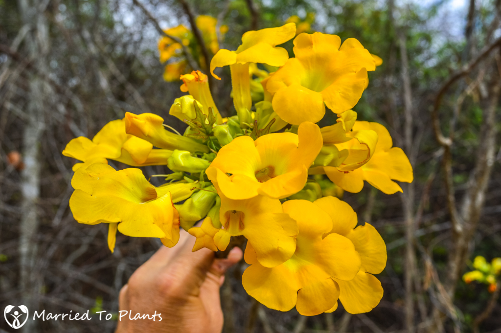 Zombitse-Vohibasia National Park Uncarina peltata Flowers