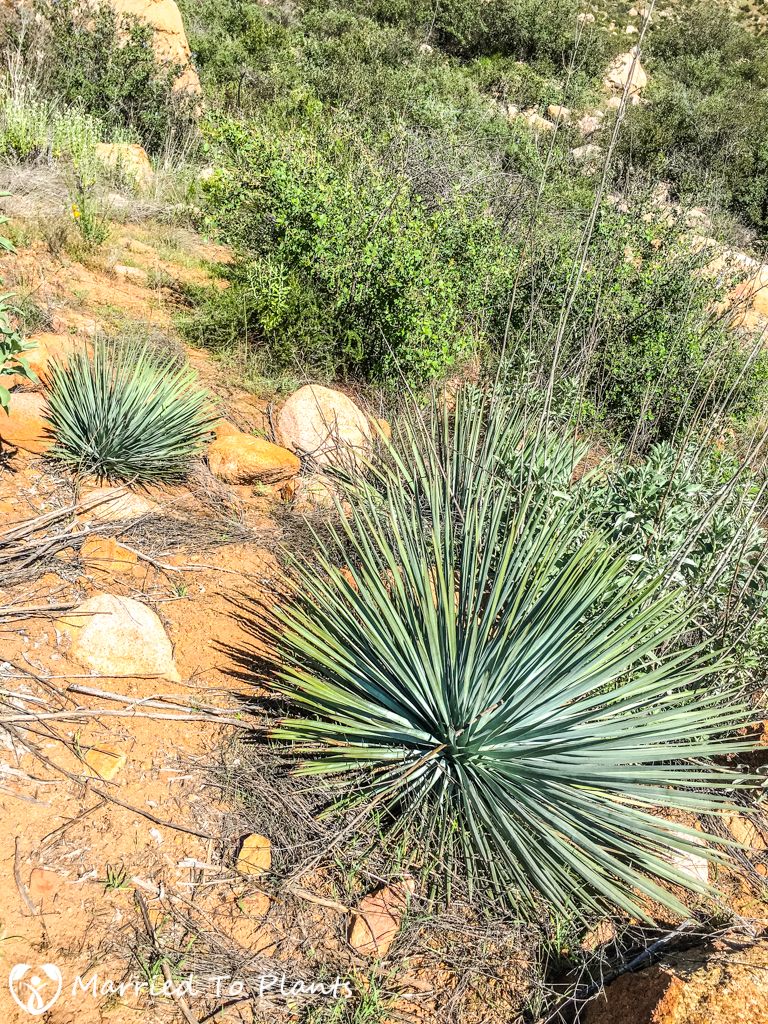 El Cajon Mountain Chaparral Yucca (Hesperoyucca whipplei)
