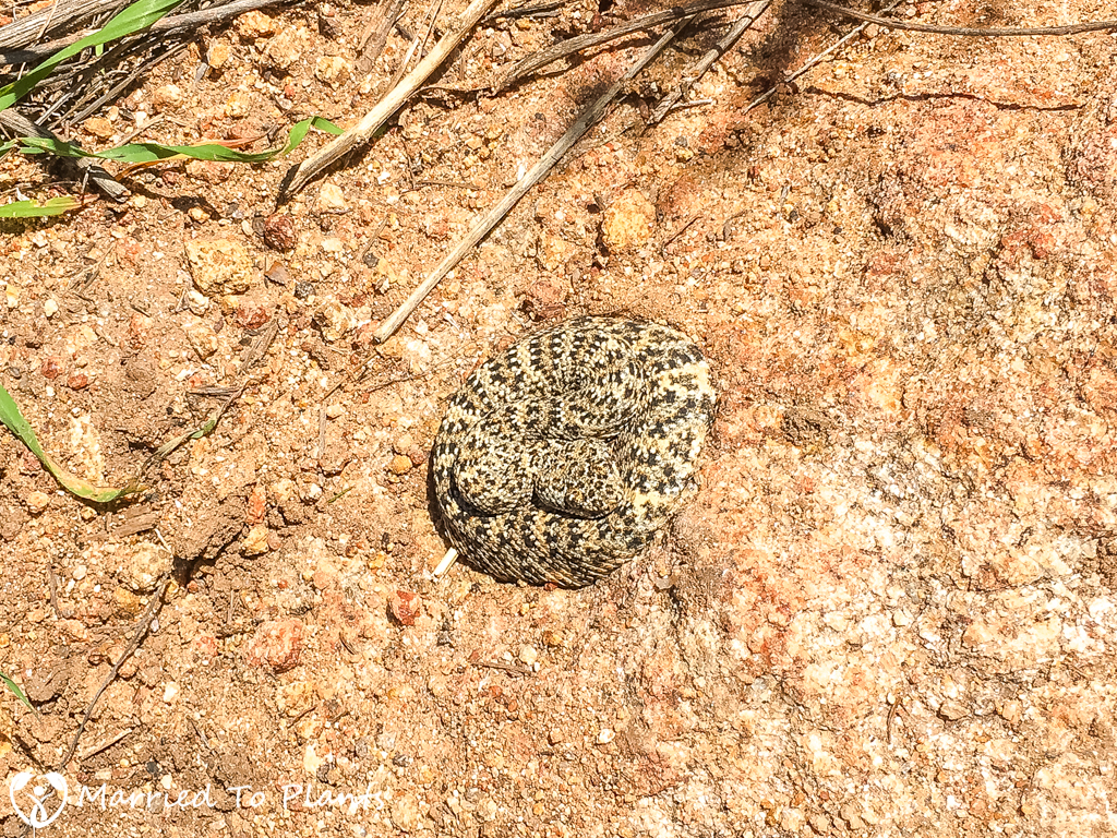 El Cajon Mountain Speckled Rattlesnake