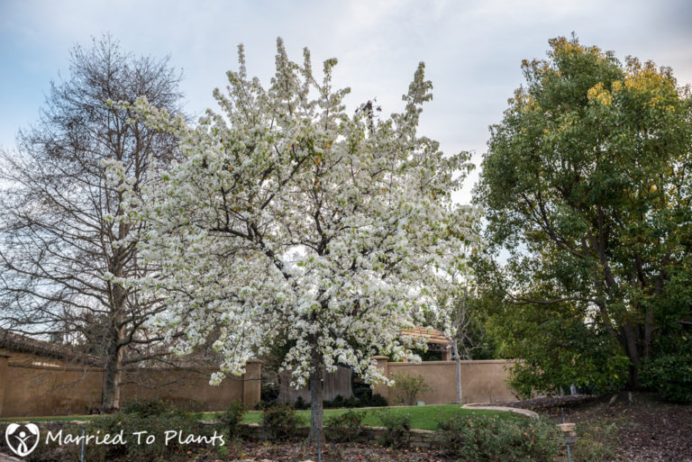 A flowering Evergreen Pear Tree (Pyrus kawakami) tells us spring is near