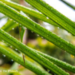 A closeup view of a Southern California rainy day garden