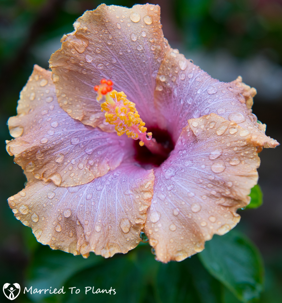 Rainy Day Hibiscus Flower