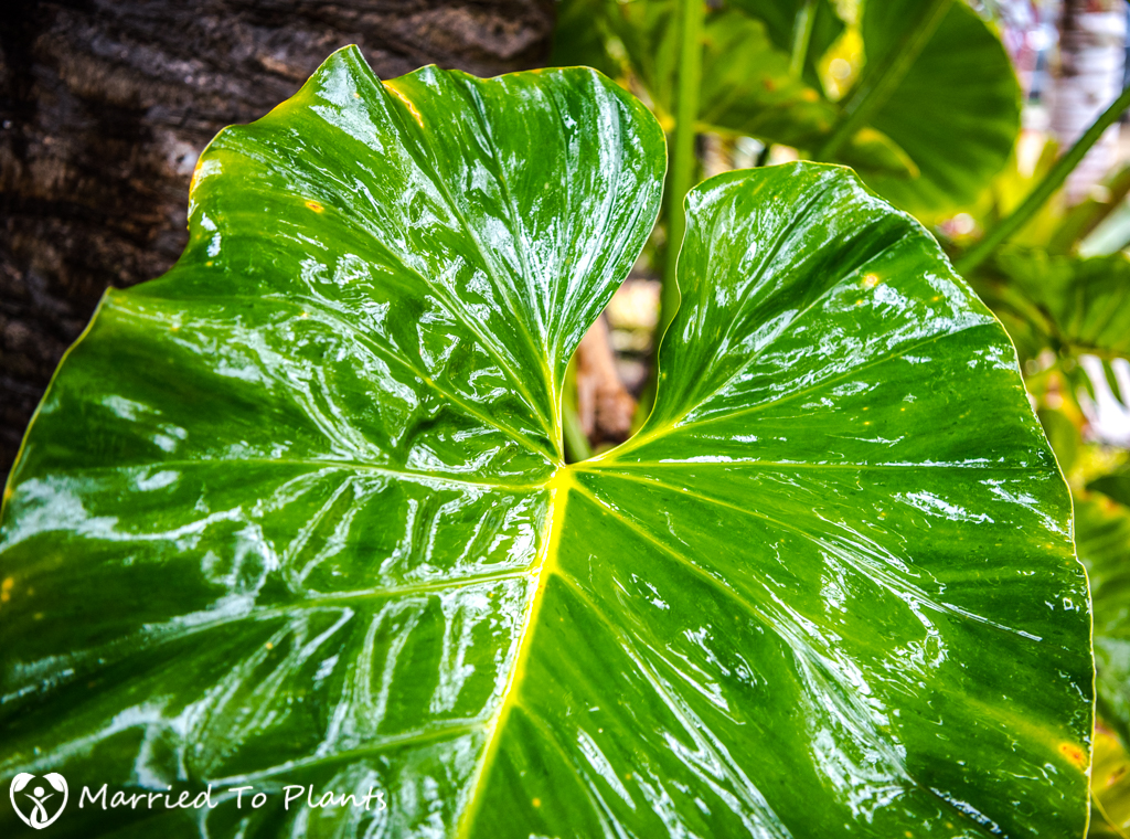 Rainy Day Unknown Anthurium Leaf