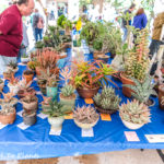 2017 San Diego Cactus and Succulent Society Winter Show and Sale