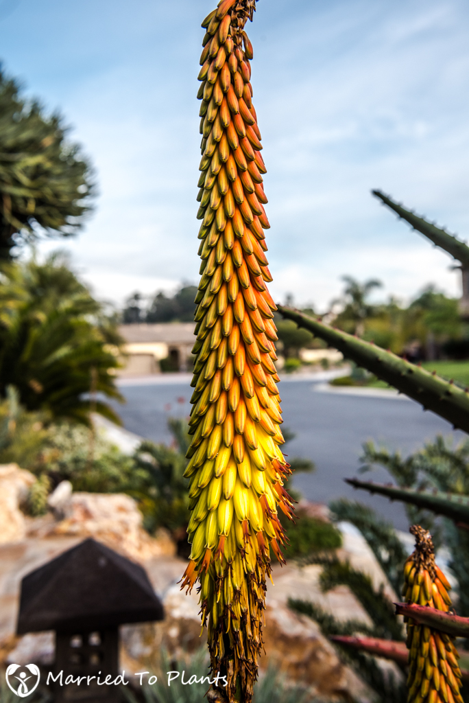 2017 Blooms Aloe aculeata Flower