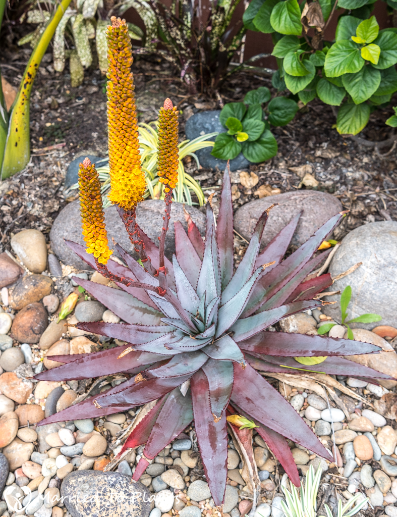 2017 Blooms Aloe betsileensis